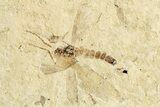 Four Detailed Fossil Flies (Plecia) - France #259857-3